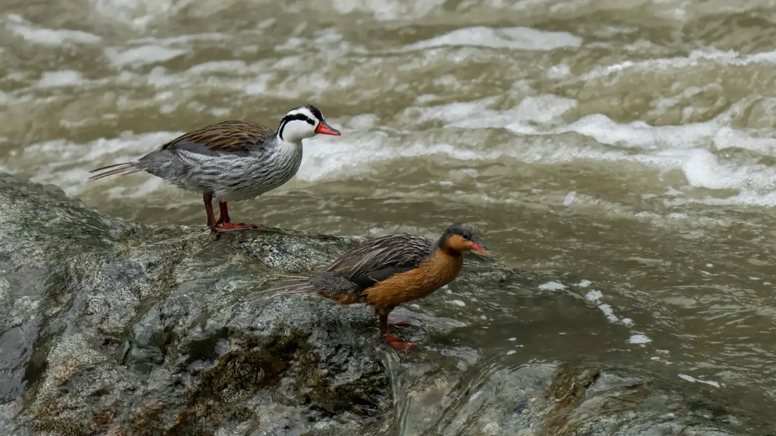 Pato de torrentes