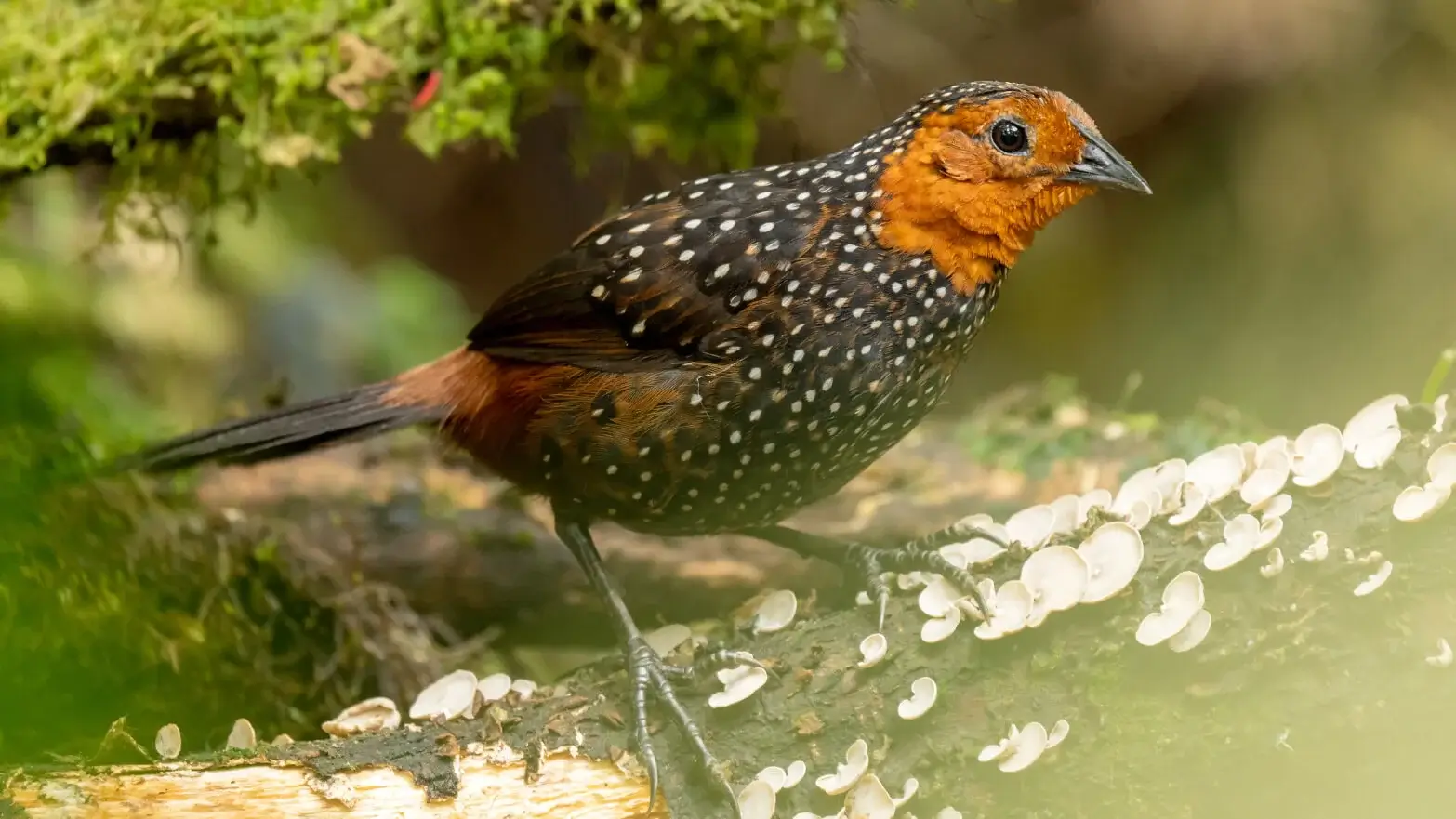 Tapaculos ocelado